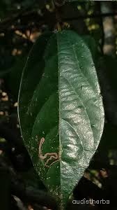 Alangium lamarckii leaf7.jpg